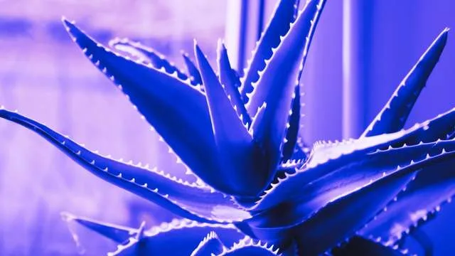 Dreaming About Aloe Vera