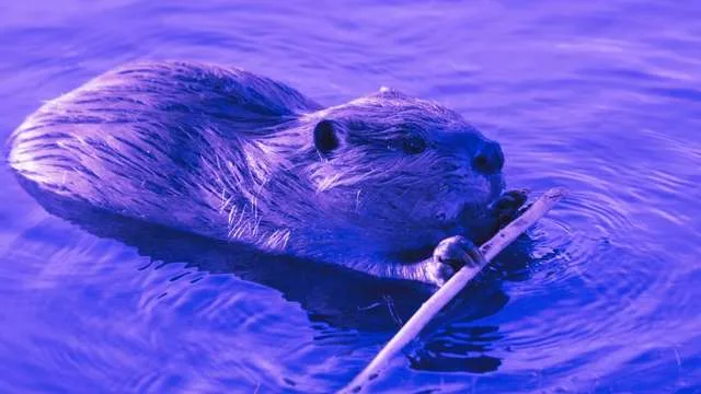 Dreaming of a Beaver