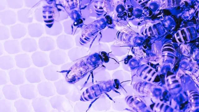 Dreaming About Bees: 12 Spiritual Significances