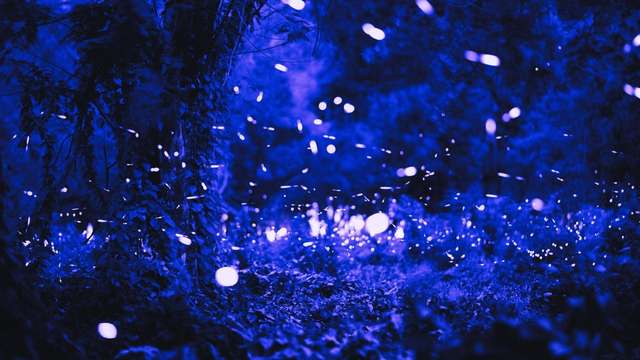 12 Firefly Dreams: Dreaming of Fireflies | dreamyo