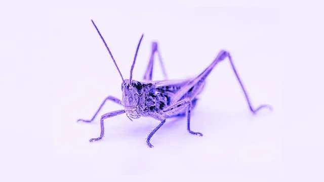 Dreaming of a Grasshopper