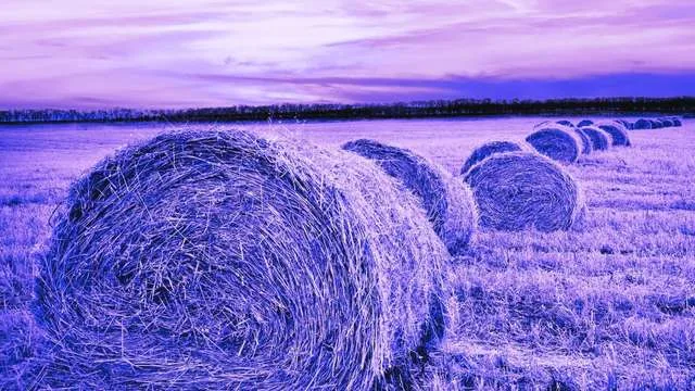 Dreaming of Hay