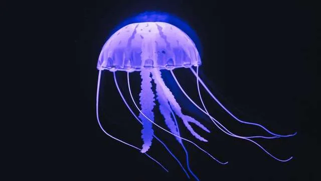 Dreaming of a Jellyfish