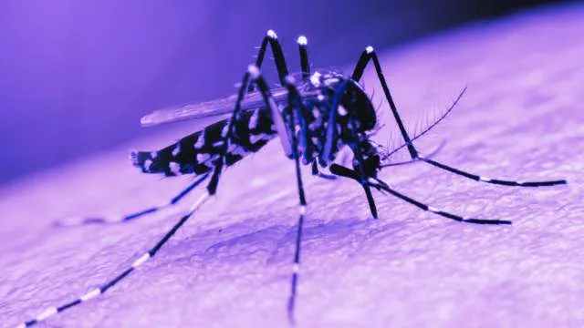 Dreaming About Malaria