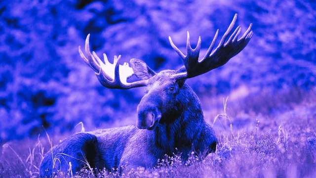 13 Meanings of Dreaming of a Moose