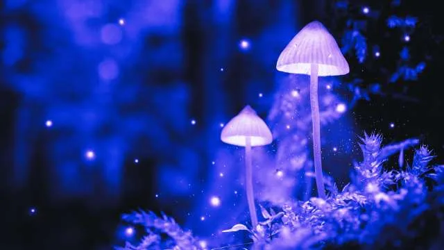 Dreaming of Mushrooms