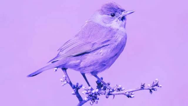 14 Nightingale Dreams: Dreaming of a nightingale