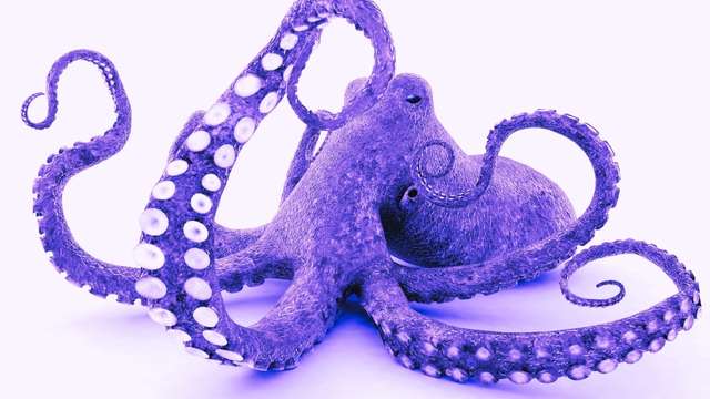 12 Octopus Dreams: Dreaming of an octopus