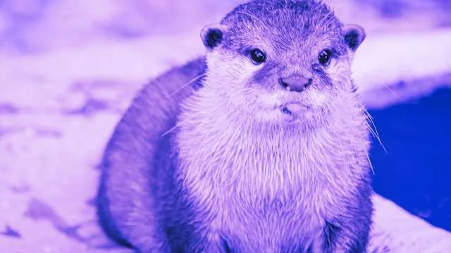 Dreaming of an Otter