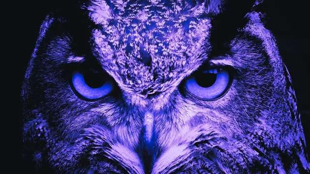 Dreaming About an Owl