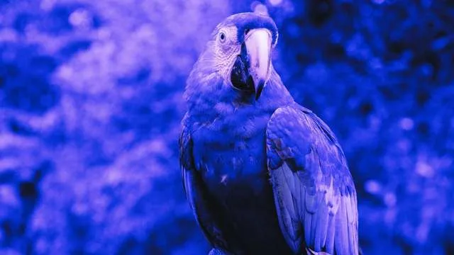 Dreaming of a Parrot
