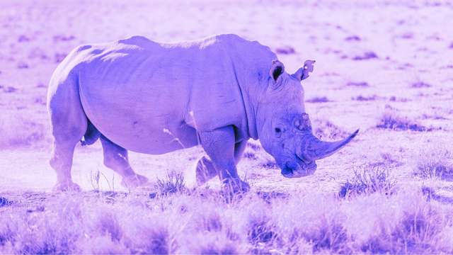 12 Meanings of Dreaming About a Rhino | dreamyo