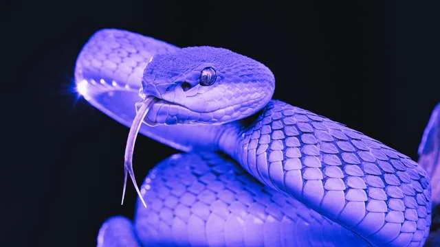 Dreaming of a Snake