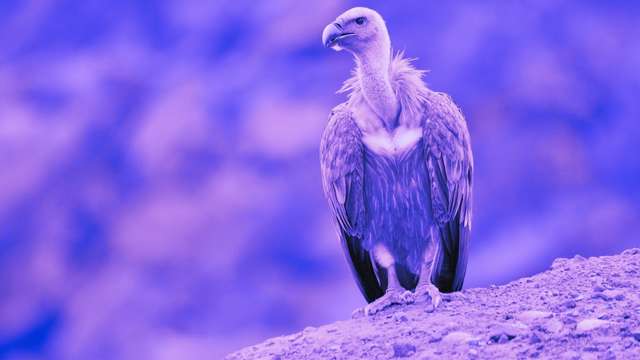12 Meanings of Dreaming of a Vulture