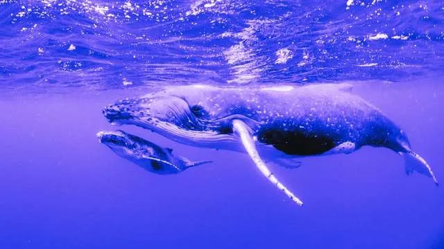 Dreaming of a Whale