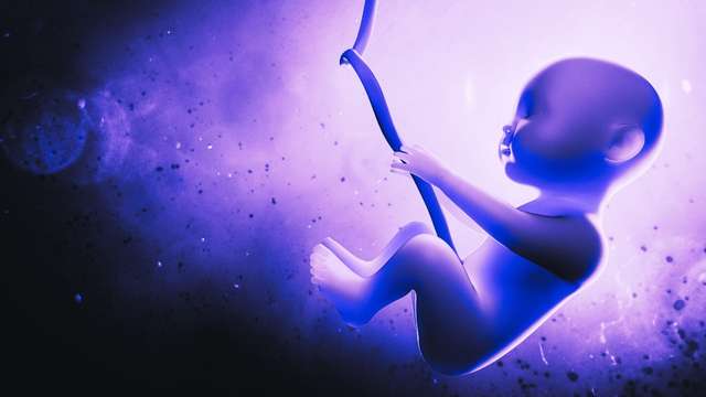 Decoding 12 Dreams of the Womb | dreamyo