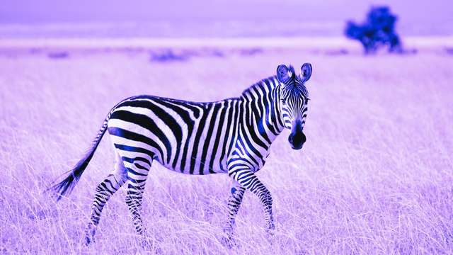 Zebra Dream Meaning