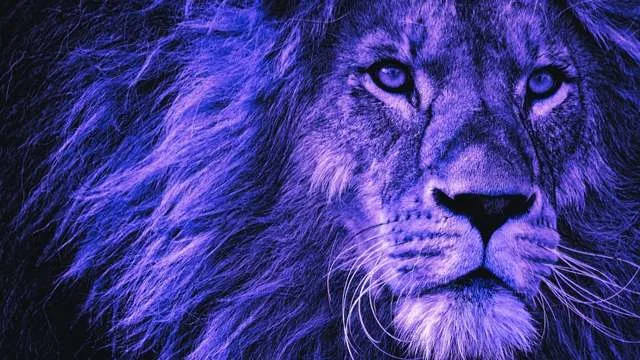 Dream of Killing a Lion