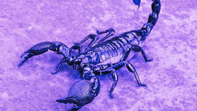 12 Scorpion Dreams: Dreaming About a Scorpion | dreamyo