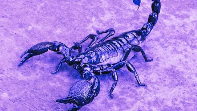 Scorpion Dream Meaning