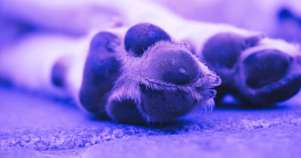 Dreaming of Death of a Pet: 8 Symbolic Meanings